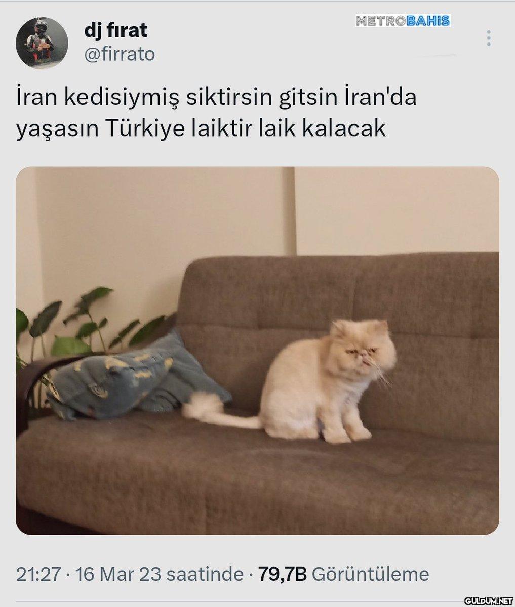Kedinin tip şako mu...