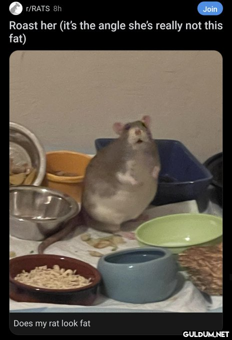 r/RATS 8h Join Roast her...