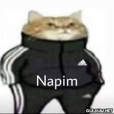 napim tırrek kedi  ...
