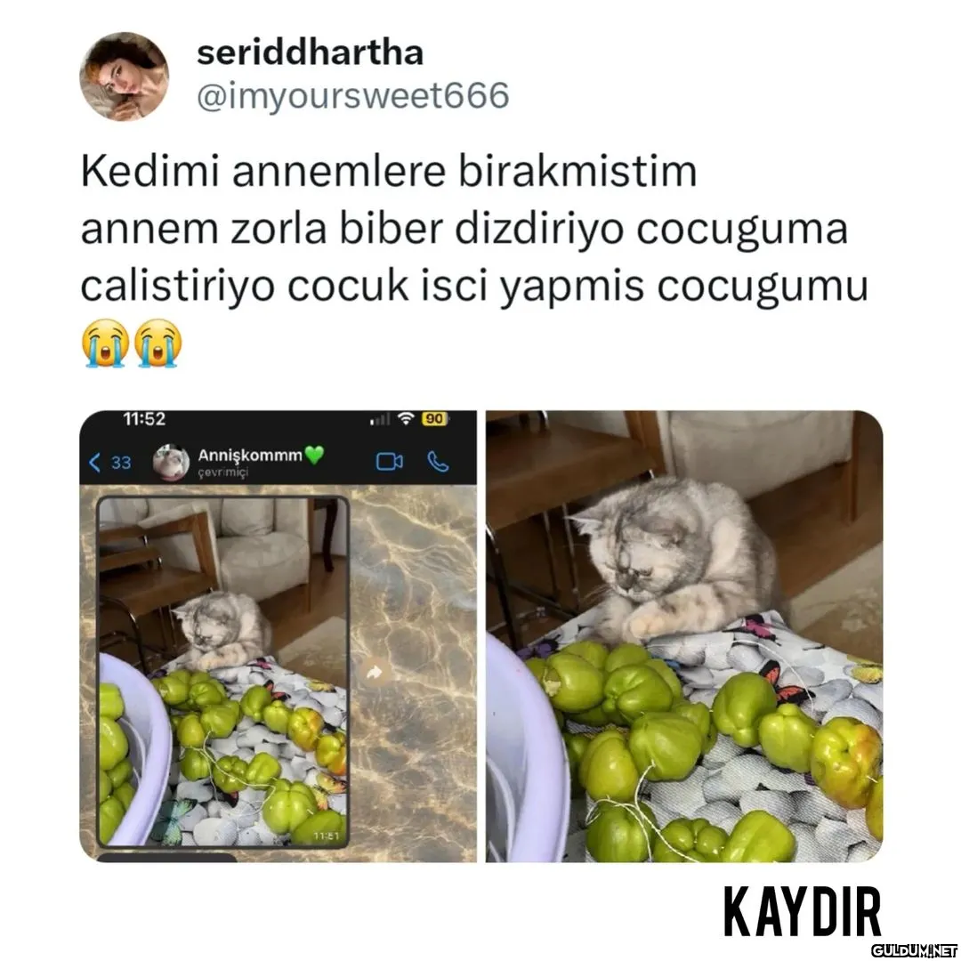 Kedimi annemlere...