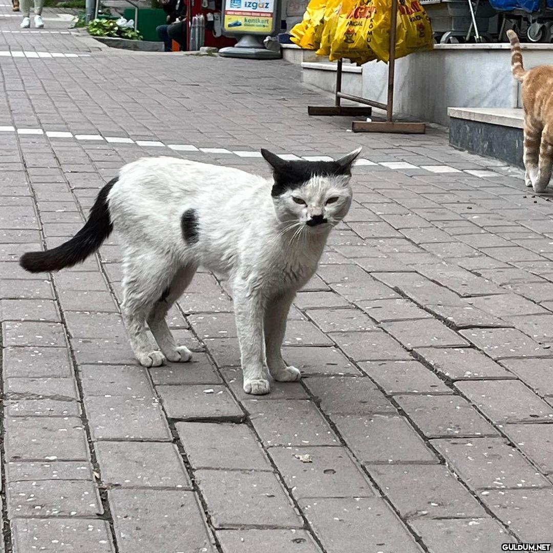 anlamsız fotoğraflar 4940 ...
