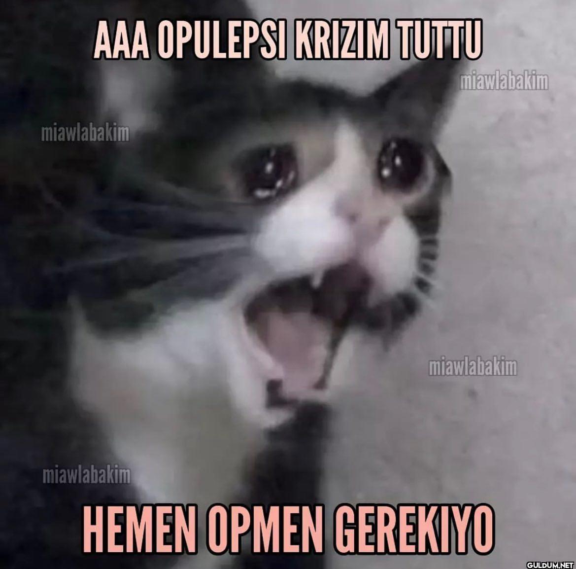 @miawlabakim   AAA...
