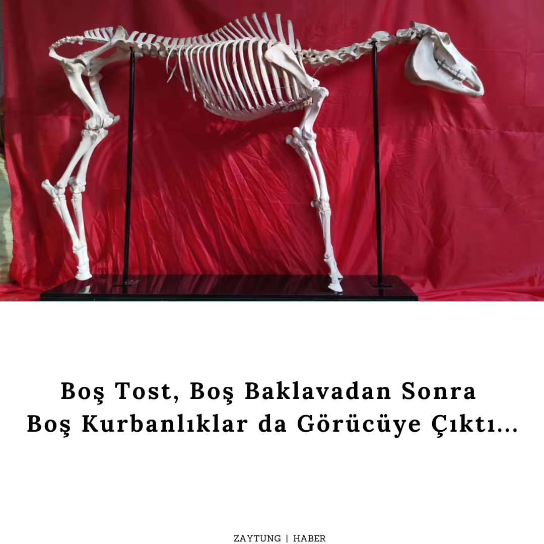 Tokat'tan pazara 55 adet...