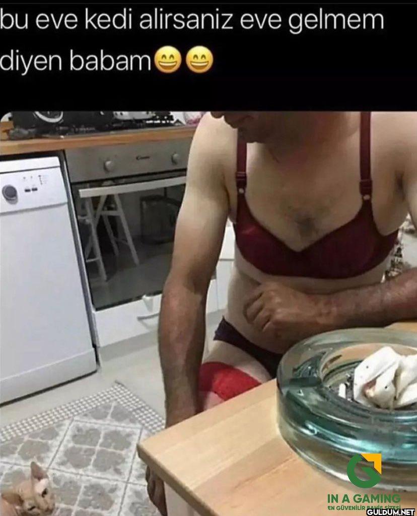 bu eve kedi alirsaniz eve...