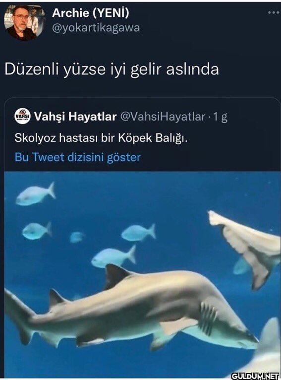 TA Archie (YENİ)...