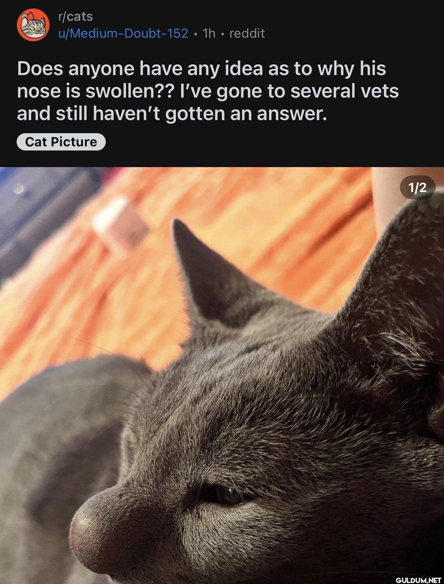 r/cats u/Medium-Doubt-152...