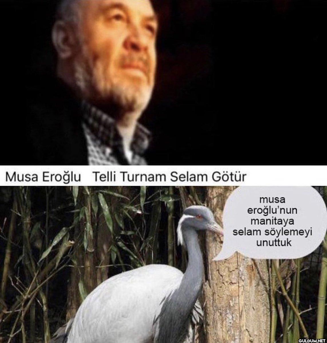 Musa Eroğlu Telli Turnam...