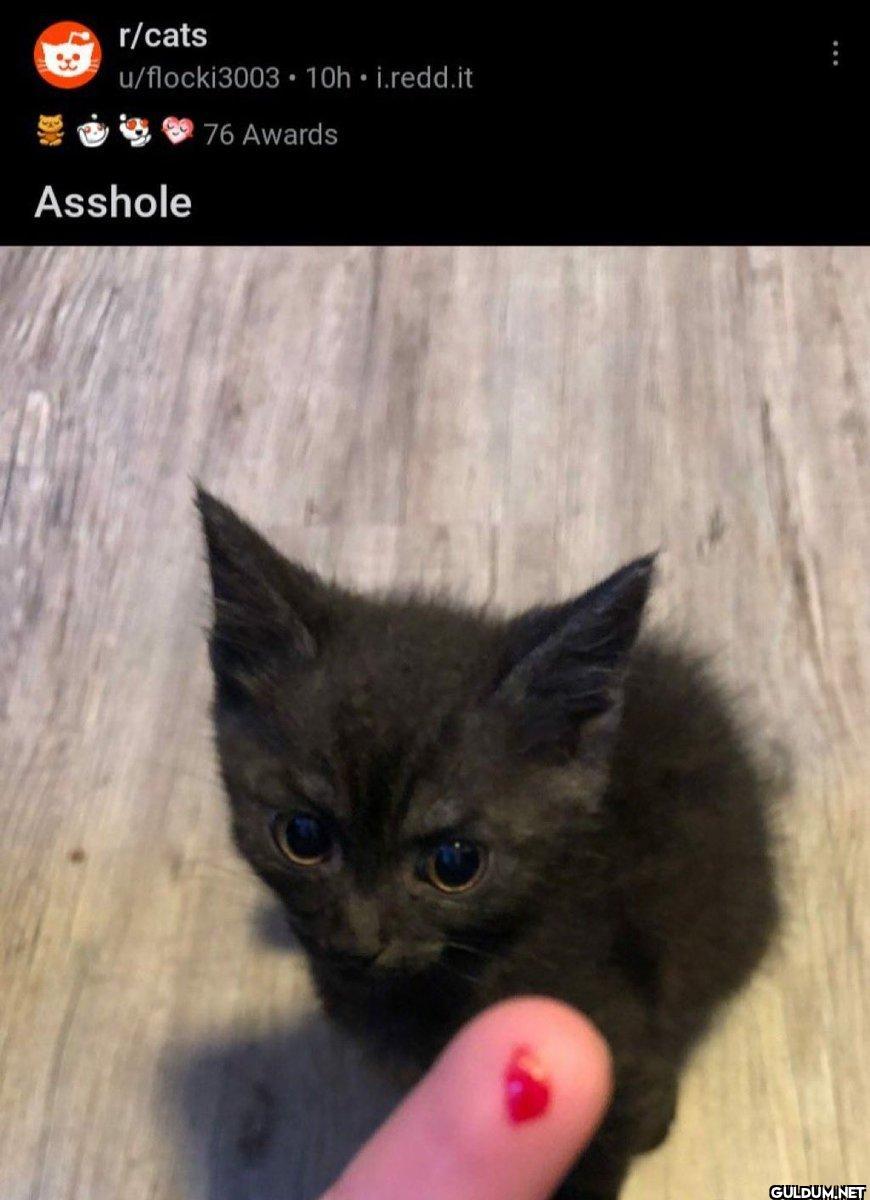 r/cats u/flocki3003 10h....
