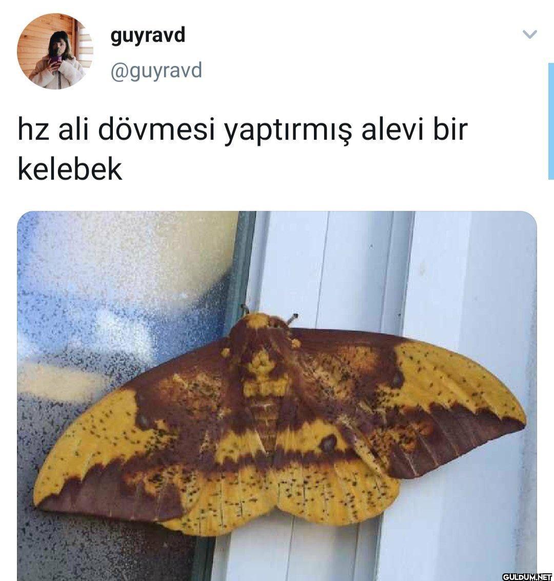 guyravd @guyravd hz ali...