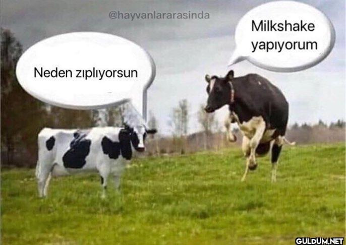 @hayvanlararasinda Neden...