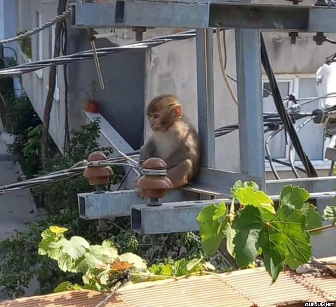 Memleketin maymunu bile...