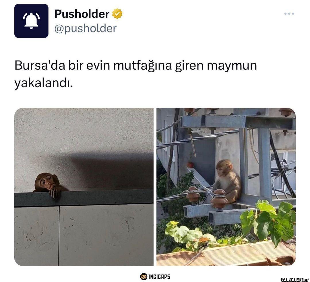 Memleketin maymunu bile...
