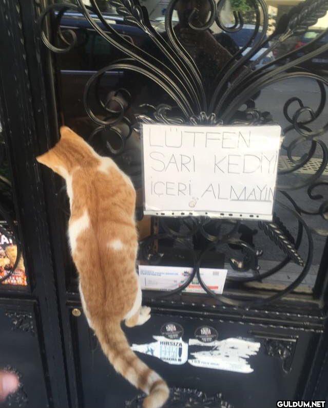 açın kapıyı     A LUTFEN...