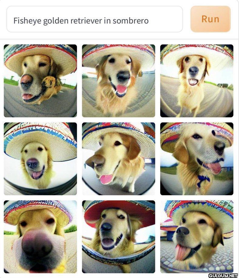 Fisheye golden retriever...