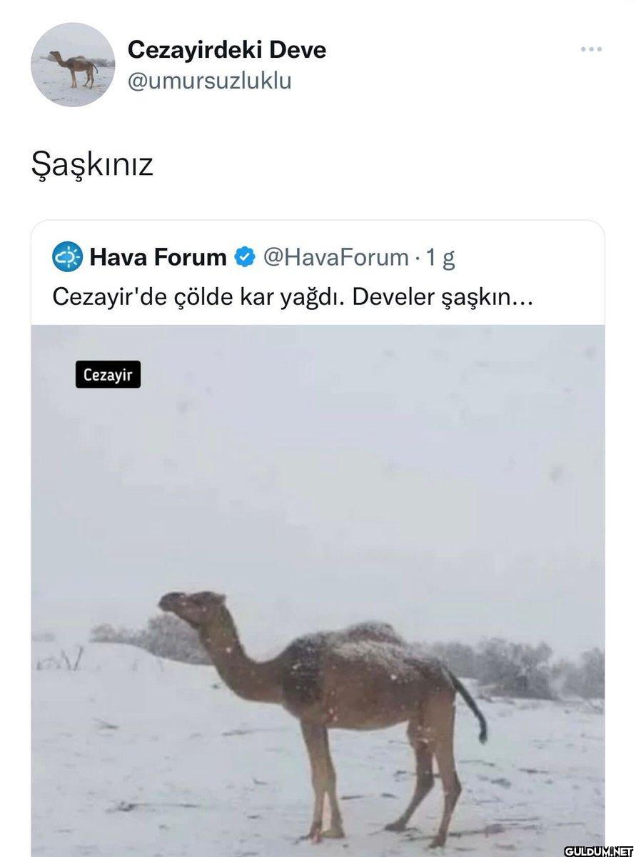 Cezayirdeki Deve...