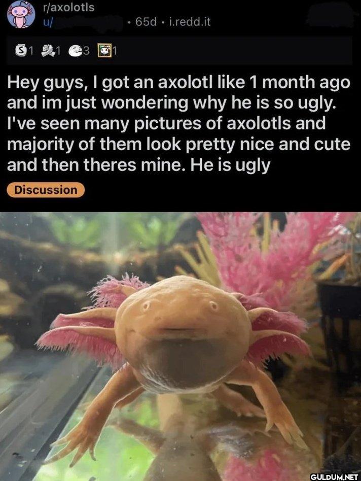 r/axolotls u/ 51 91 3 Hey...