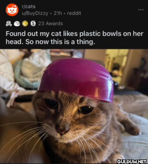 r/cats u/BuyDizzy. 21h....