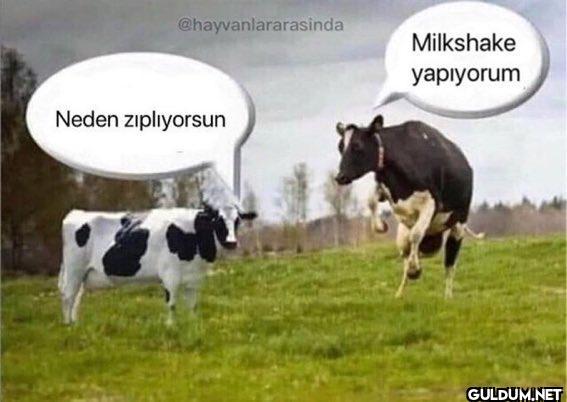 @hayvanlararasinda Neden...