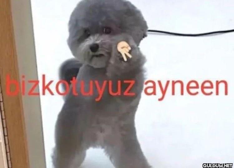 izkotuyuz ayneen   Kaynak