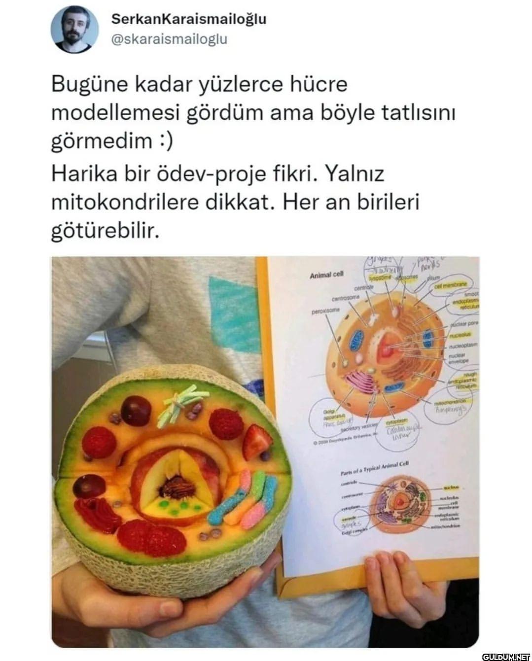 SerkanKaraismailoğlu...