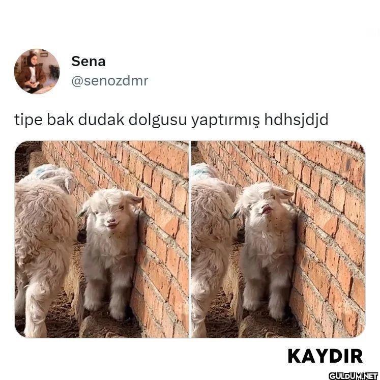 Sena @senozdmr tipe bak...