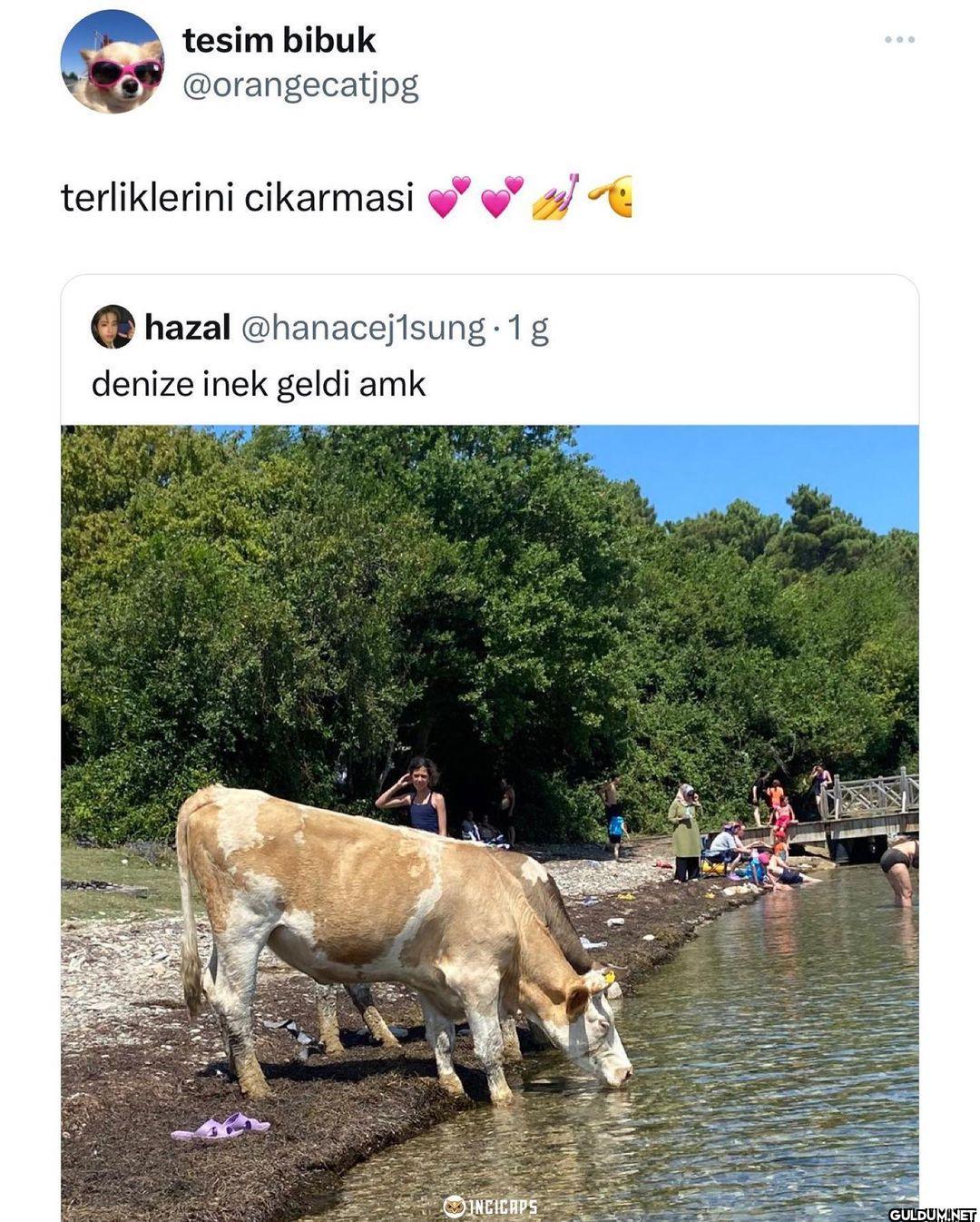 tesim bibuk @orangecatjpg...