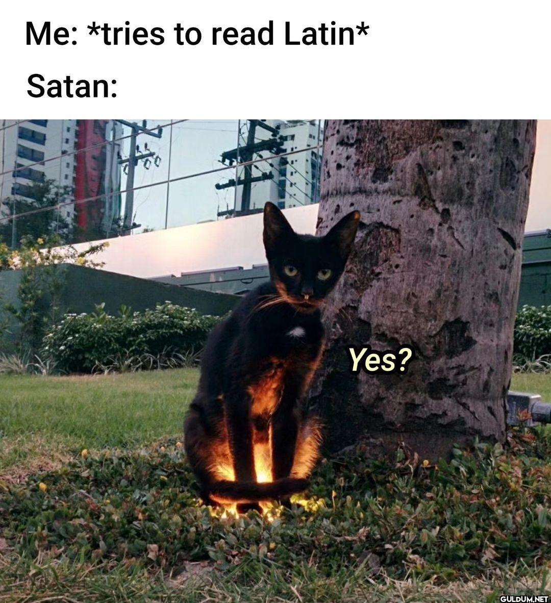 🐈👿 . .  . . . #nichememes...