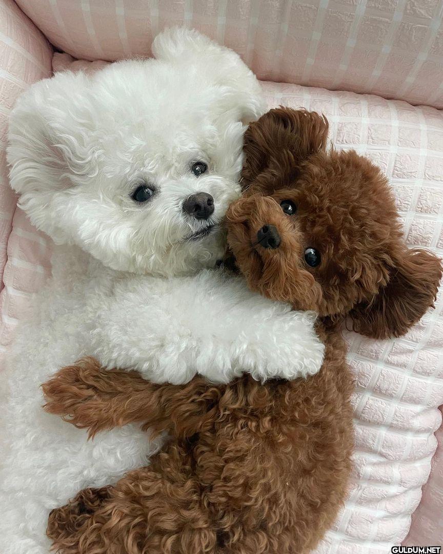 BFF🤍🤎 📸 @arang2o_o  -...