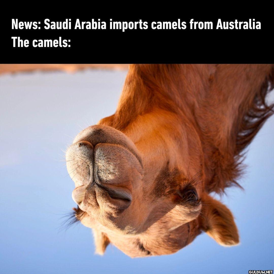G'day, mate - #australia...