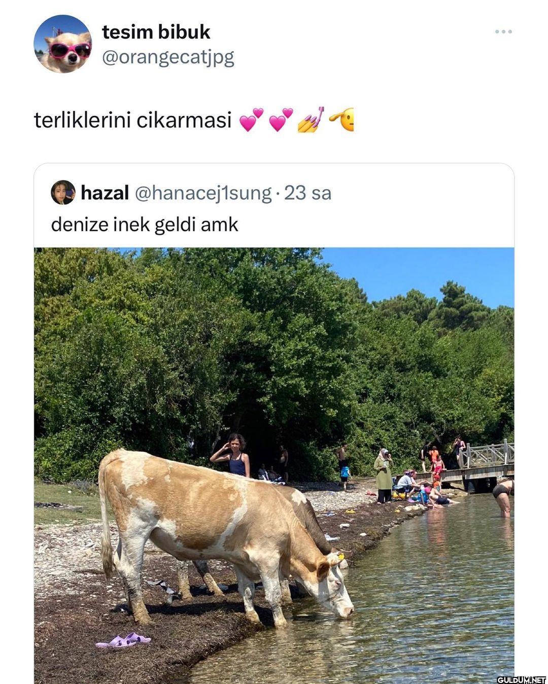 tesim bibuk @orangecatjpg...
