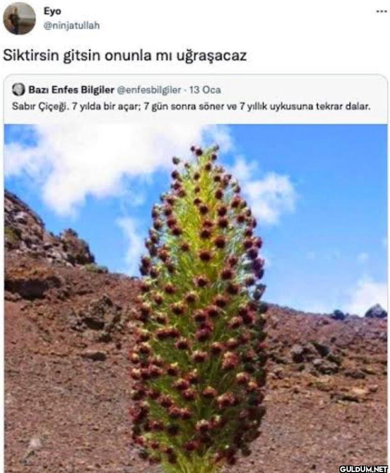Eyo @ninjatullah Siktirsin...