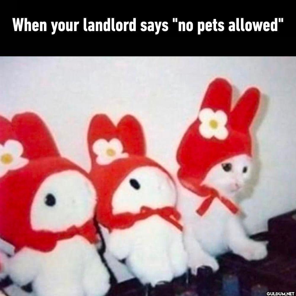 you can't see meow - #pets...