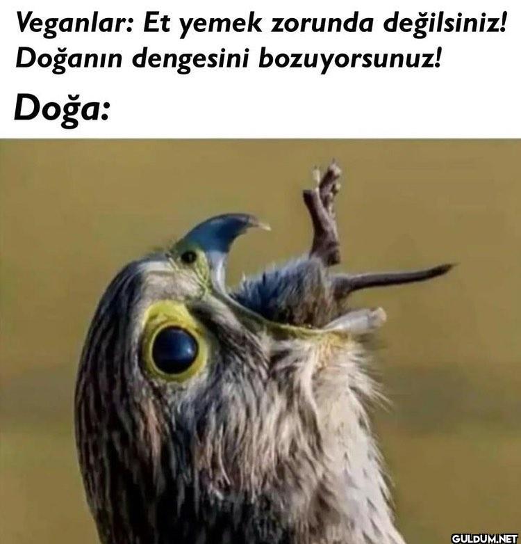 Veganlar: Et yemek zorunda...