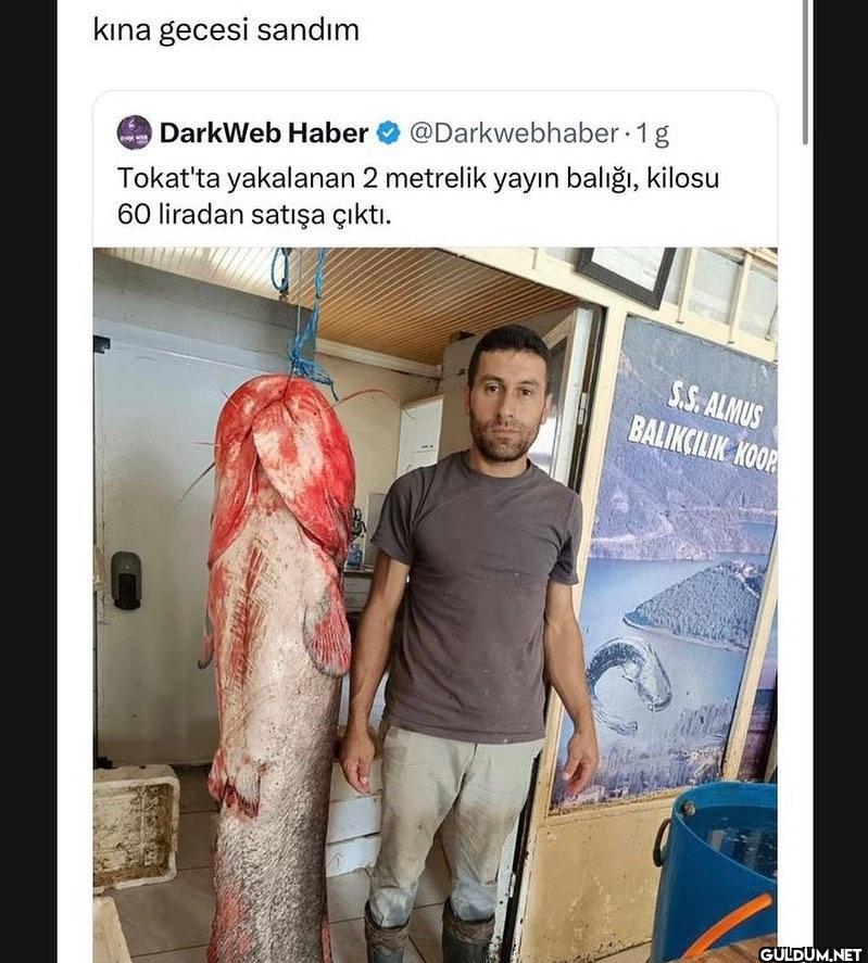 travma gibi amq   kına...