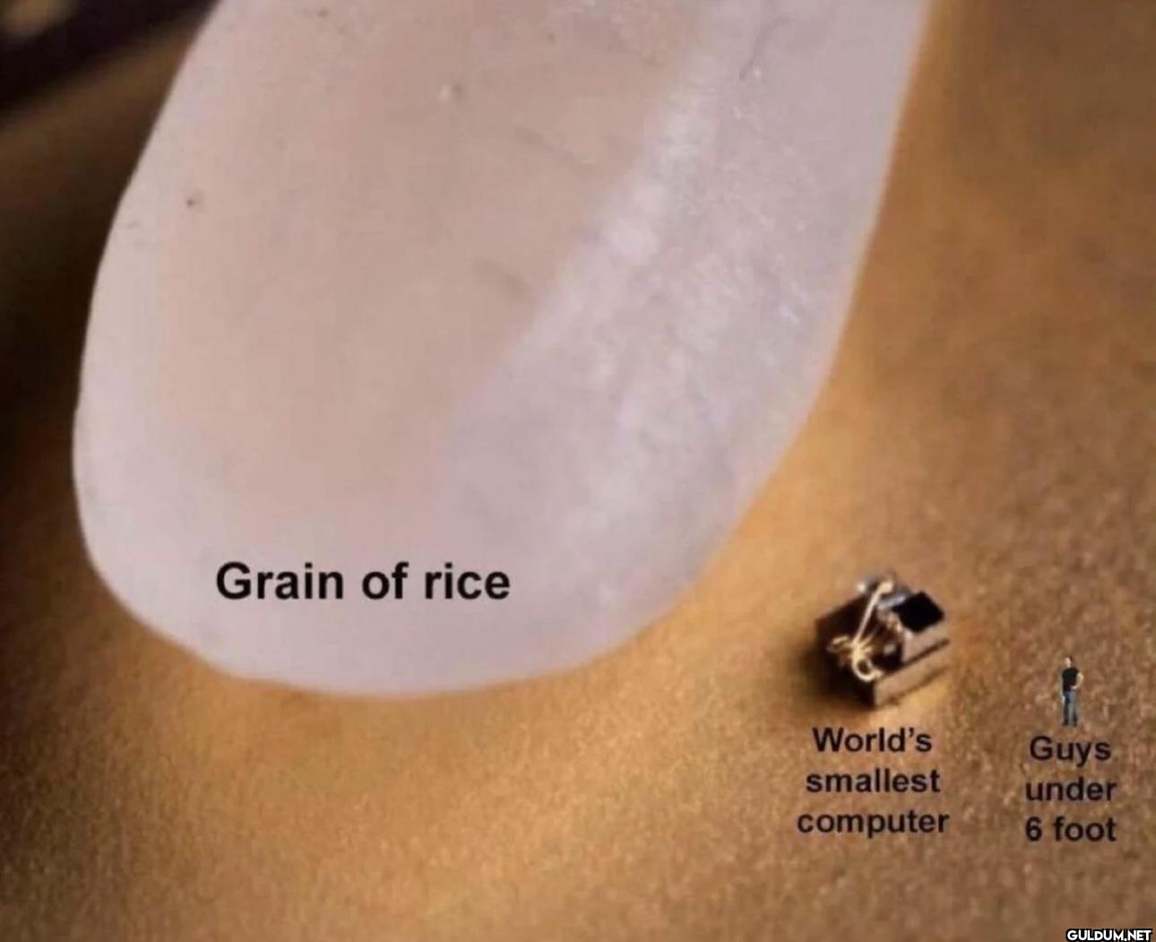 Grain of rice World's...