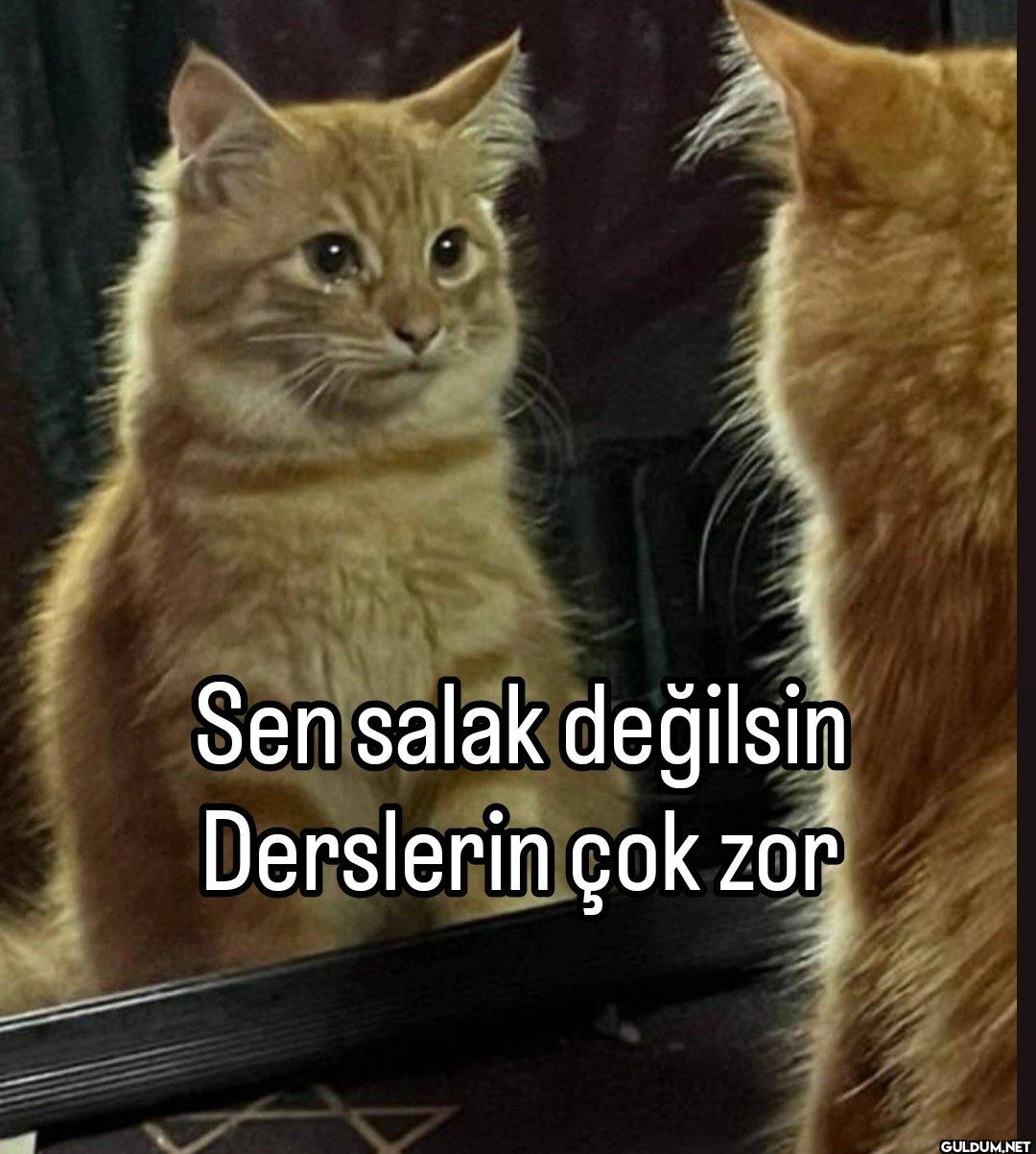 Sen salak değilsin...