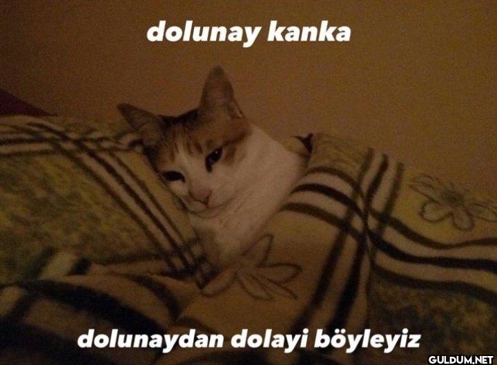 dolunay kanka dolunaydan...