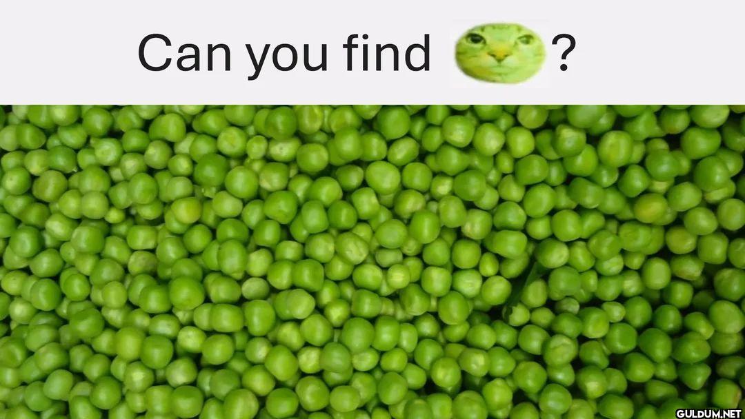 Can you find ?