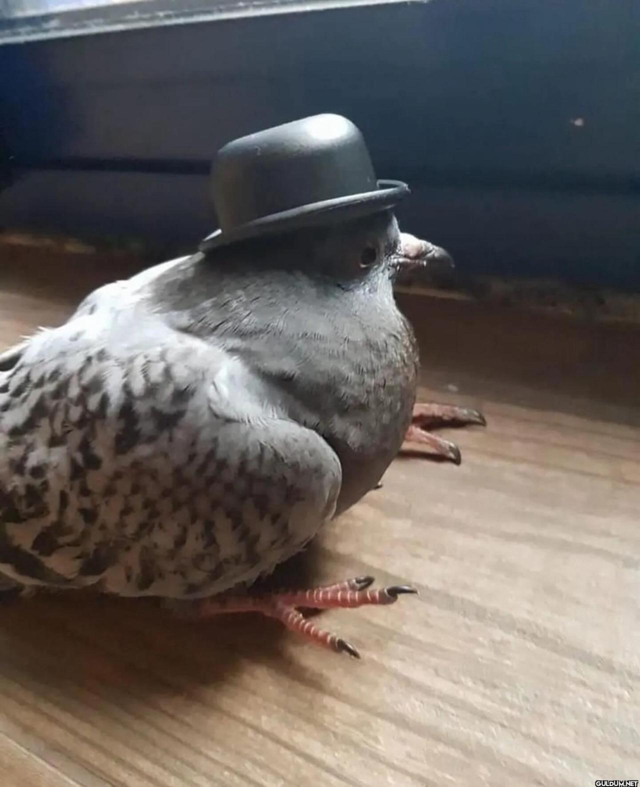 freud.intensifies on...