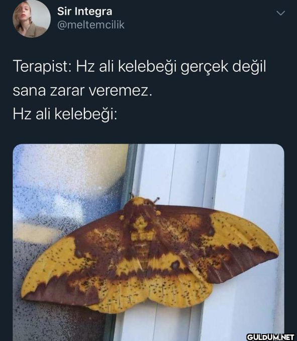 Sir Integra @meltemcilik...