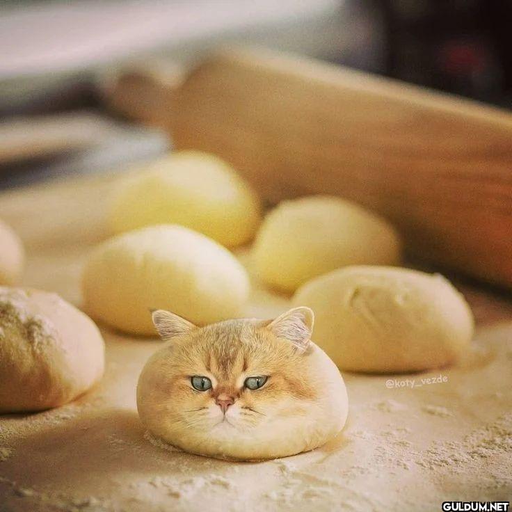 Isırmalık 🍪 @koty_vezde  ...