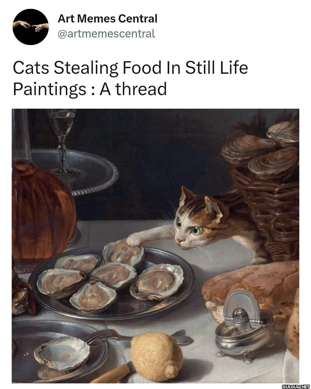 🐱 Which one is your...