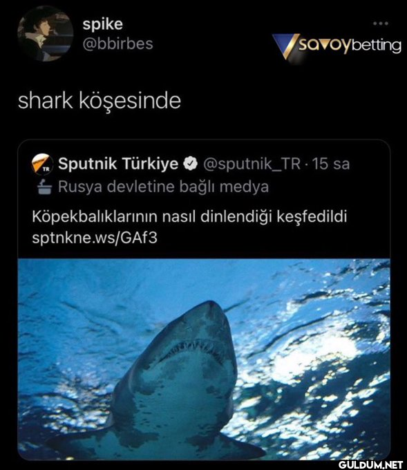 spike @bbirbes shark...