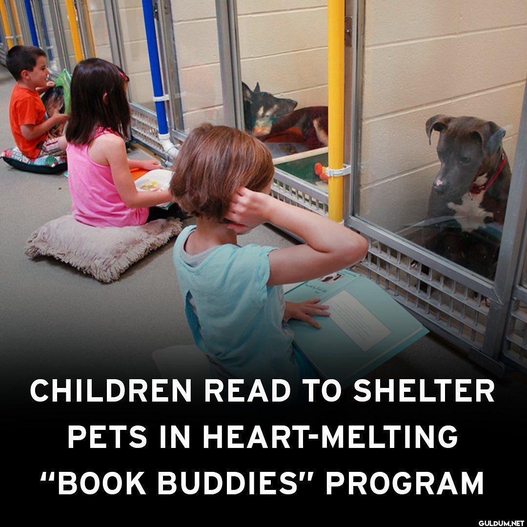 The “Shelter Buddies...