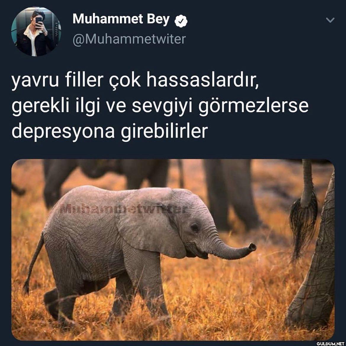 Muhammet Twitter on August...