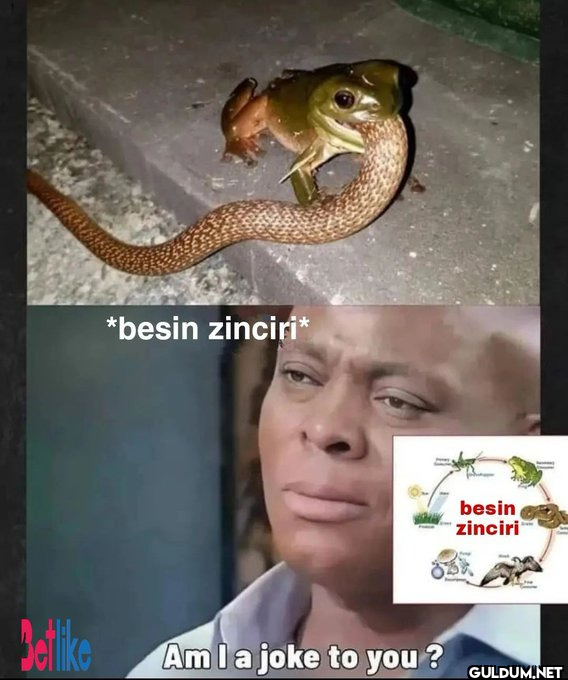 *besin zinciri* besin...