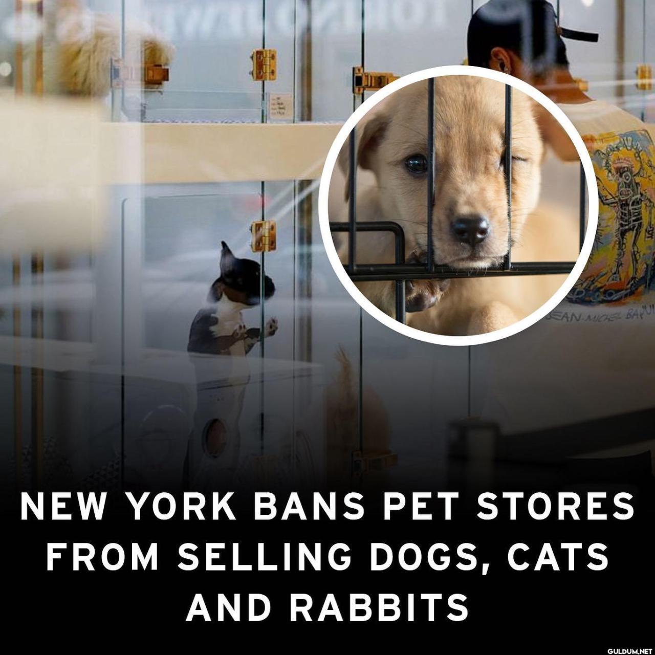 Sociaty On December 16, 2022. JEAN-MICHEL BARU! NEW YORK BANS PET ...