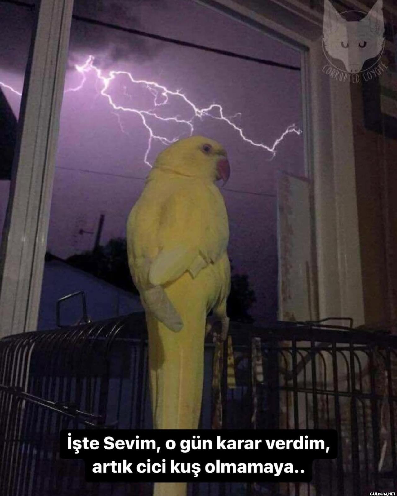 Tatsız Bir Fotoğraf on...