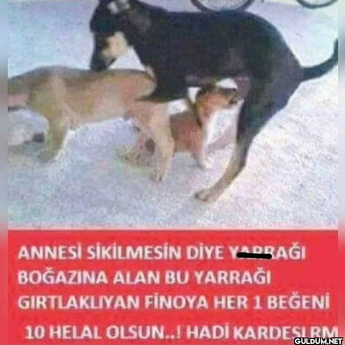 ANNESİ SİKİLMESİN DİYE...