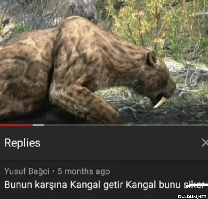 Replies Yusuf Bağci • 5...
